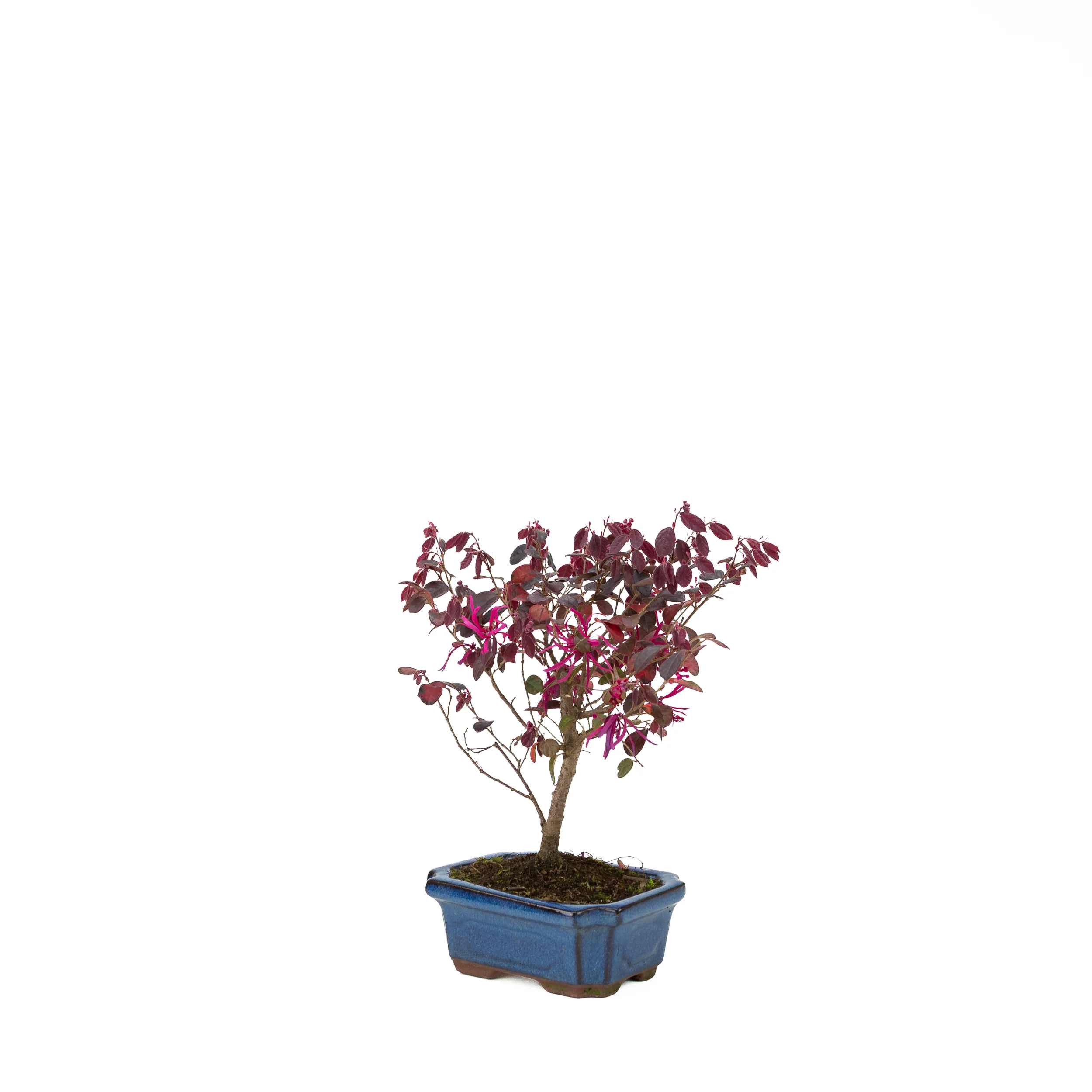 Productafbeelding 3
