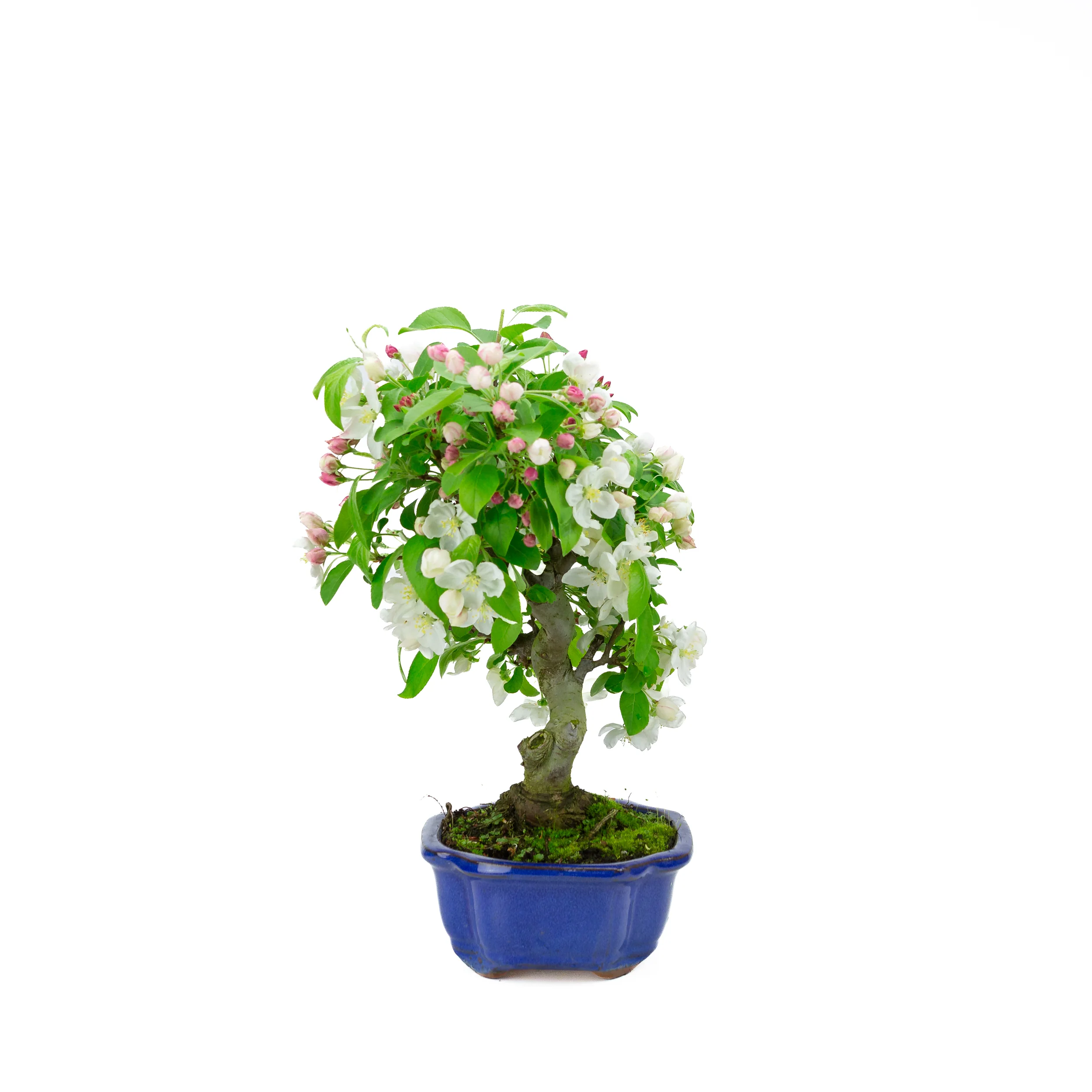 Productafbeelding 2