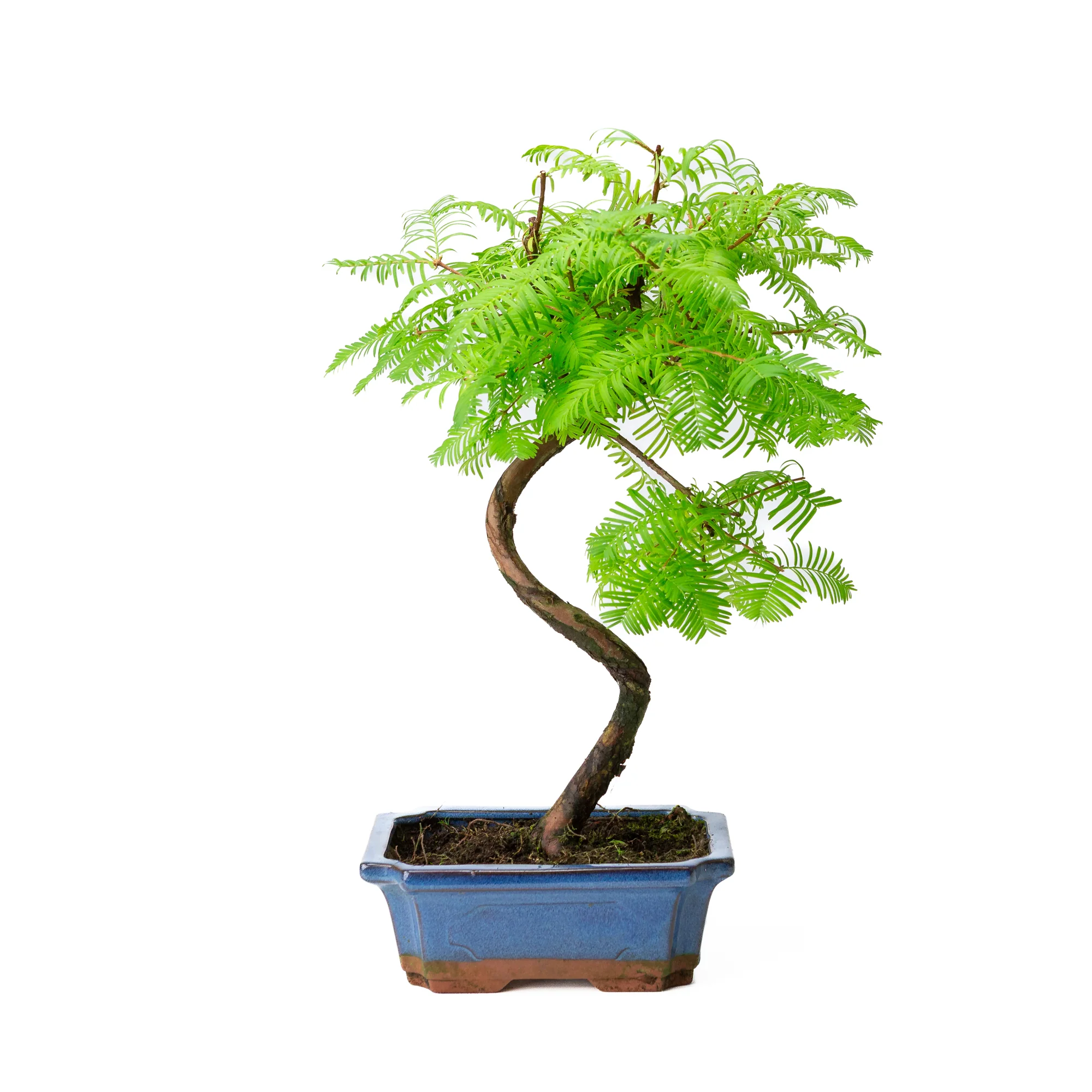 Miniatuur 1