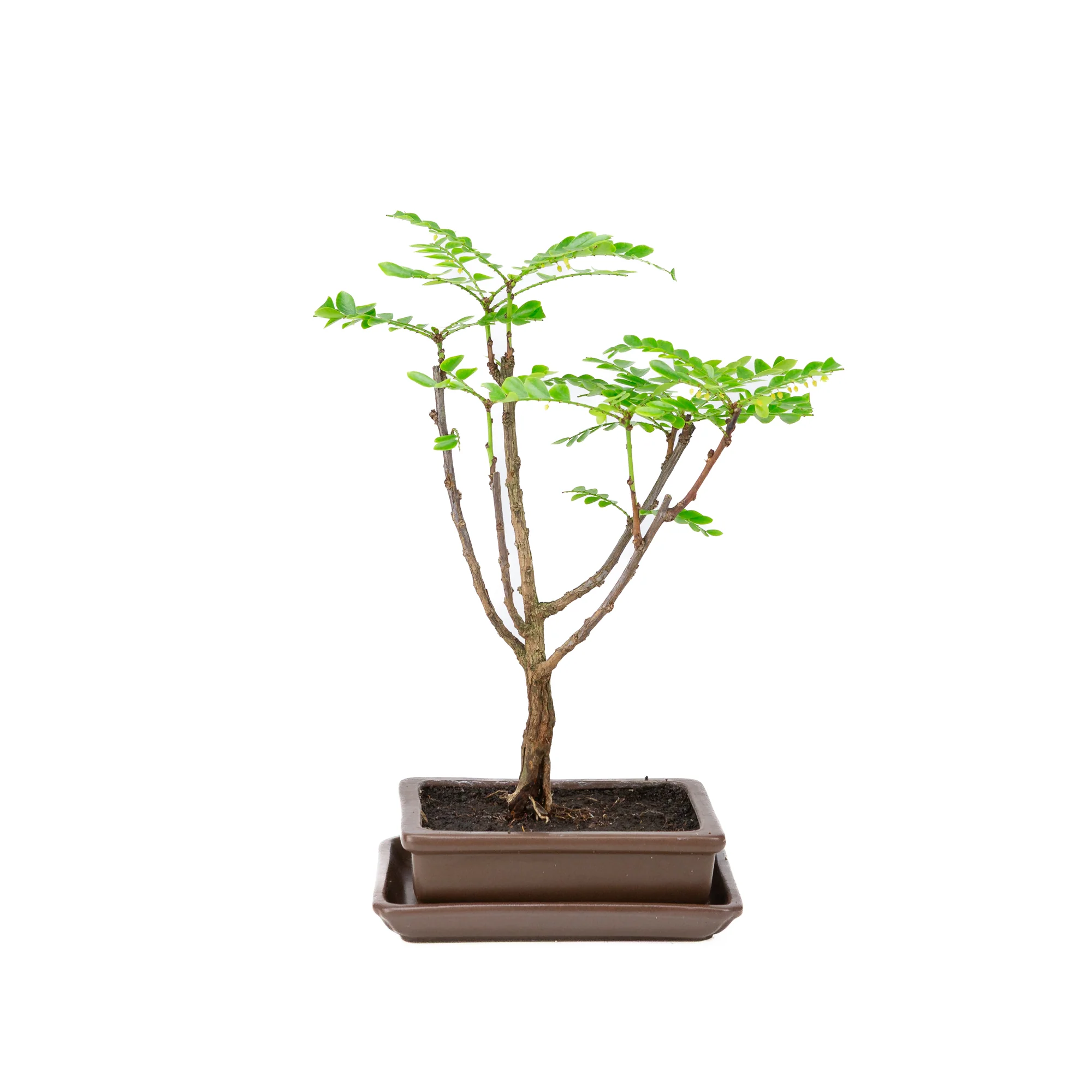 Productafbeelding 1
