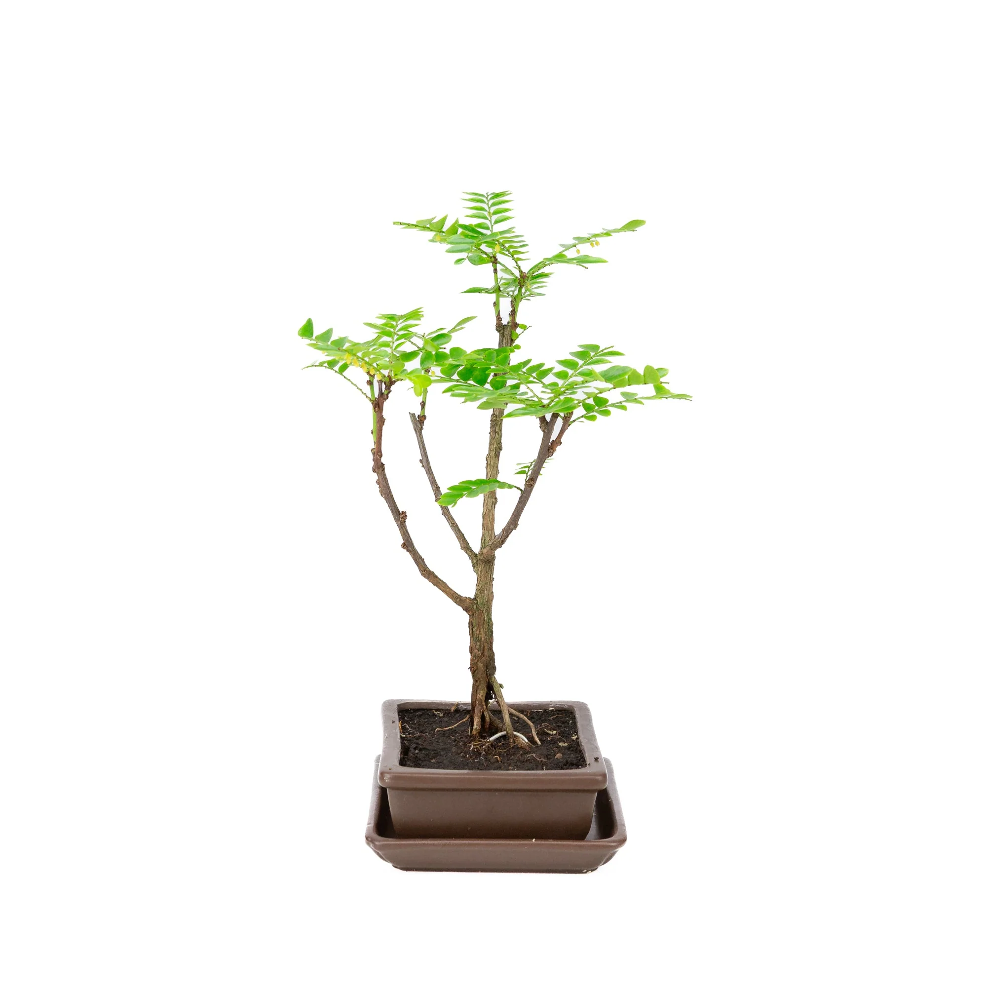 Productafbeelding 2