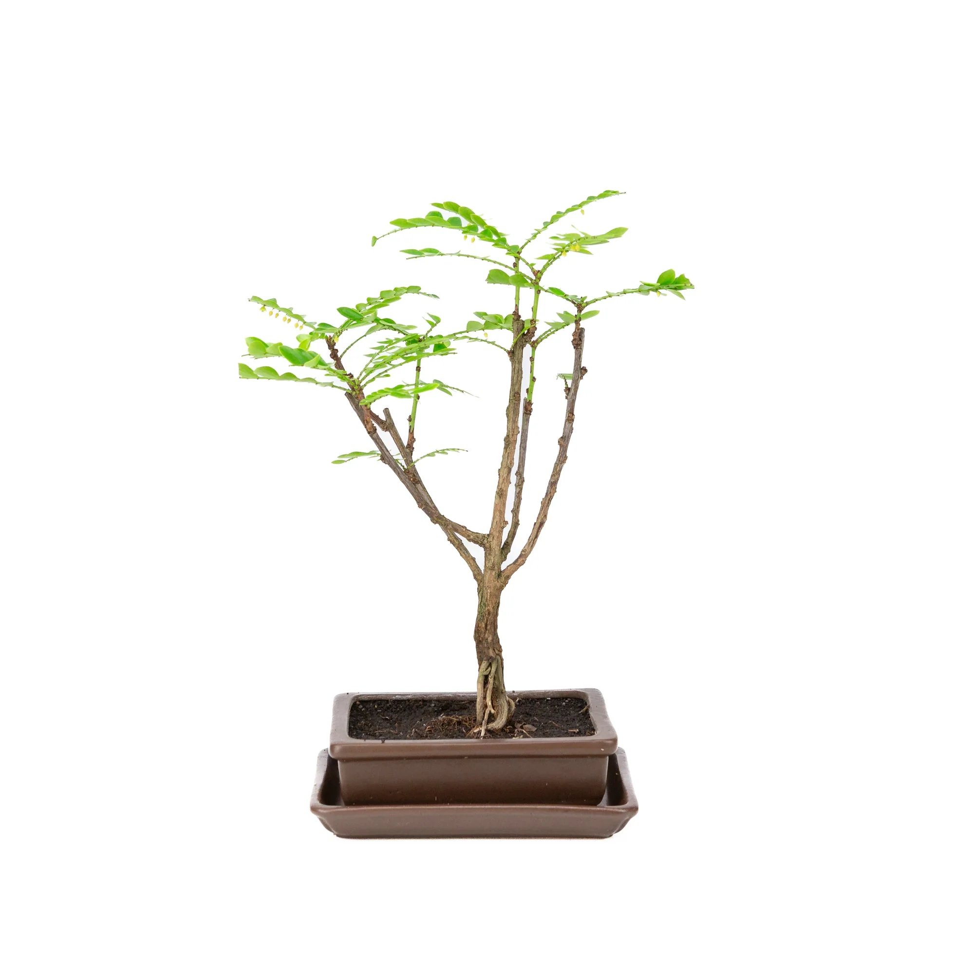 Productafbeelding 3