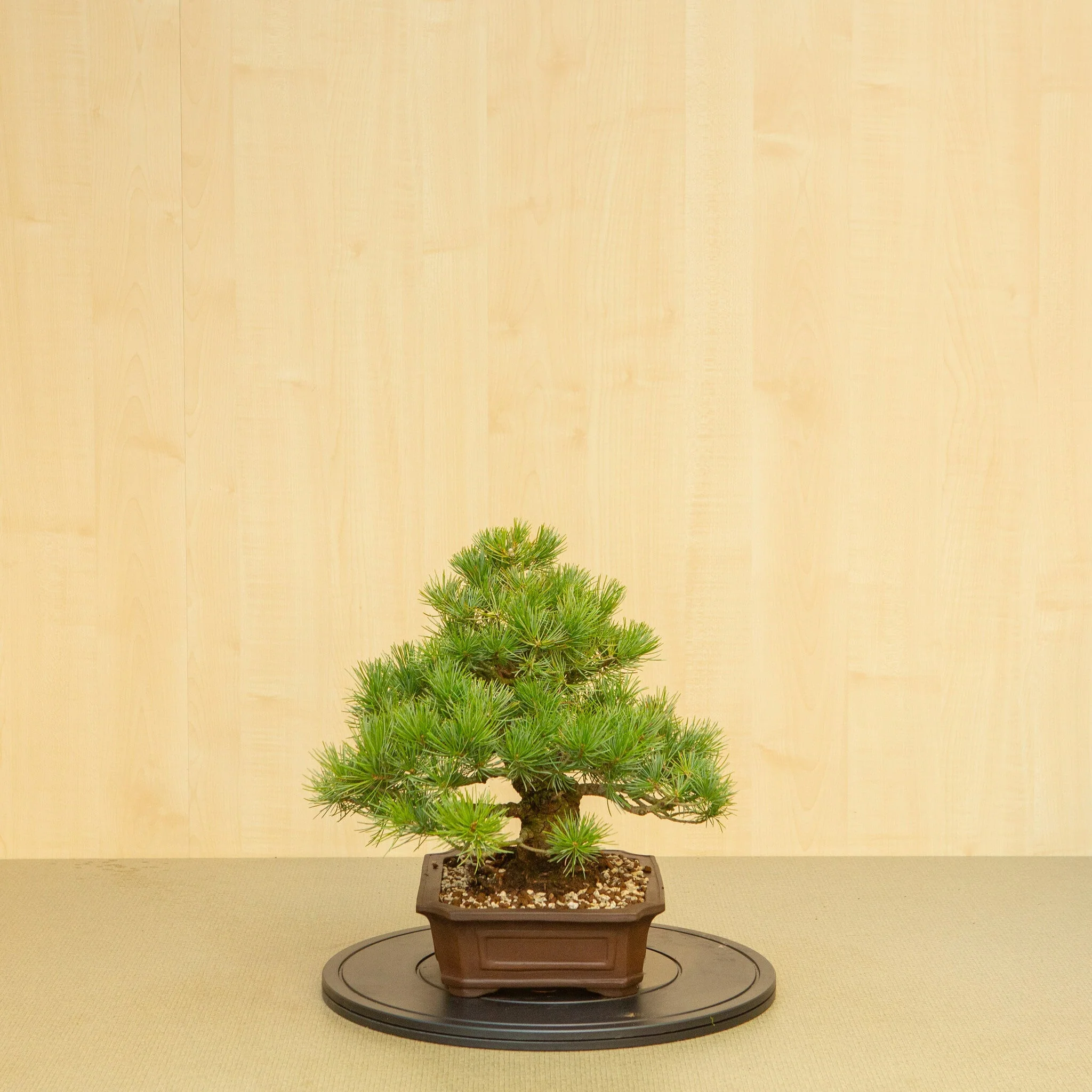 Miniatuur 2