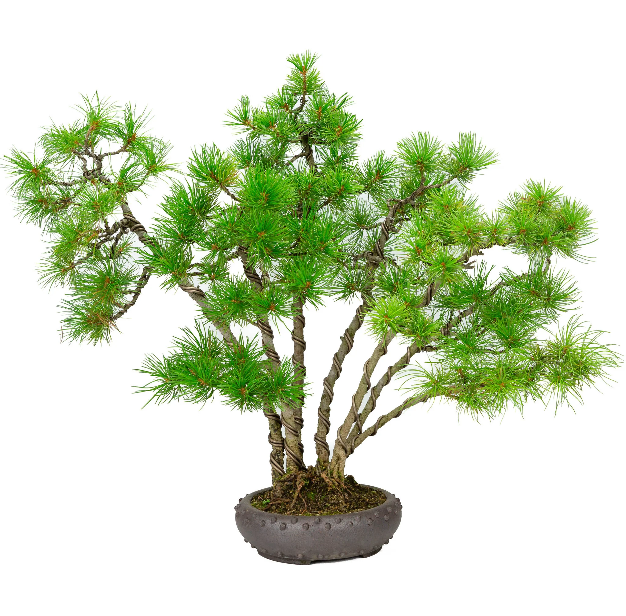 Miniatuur 1