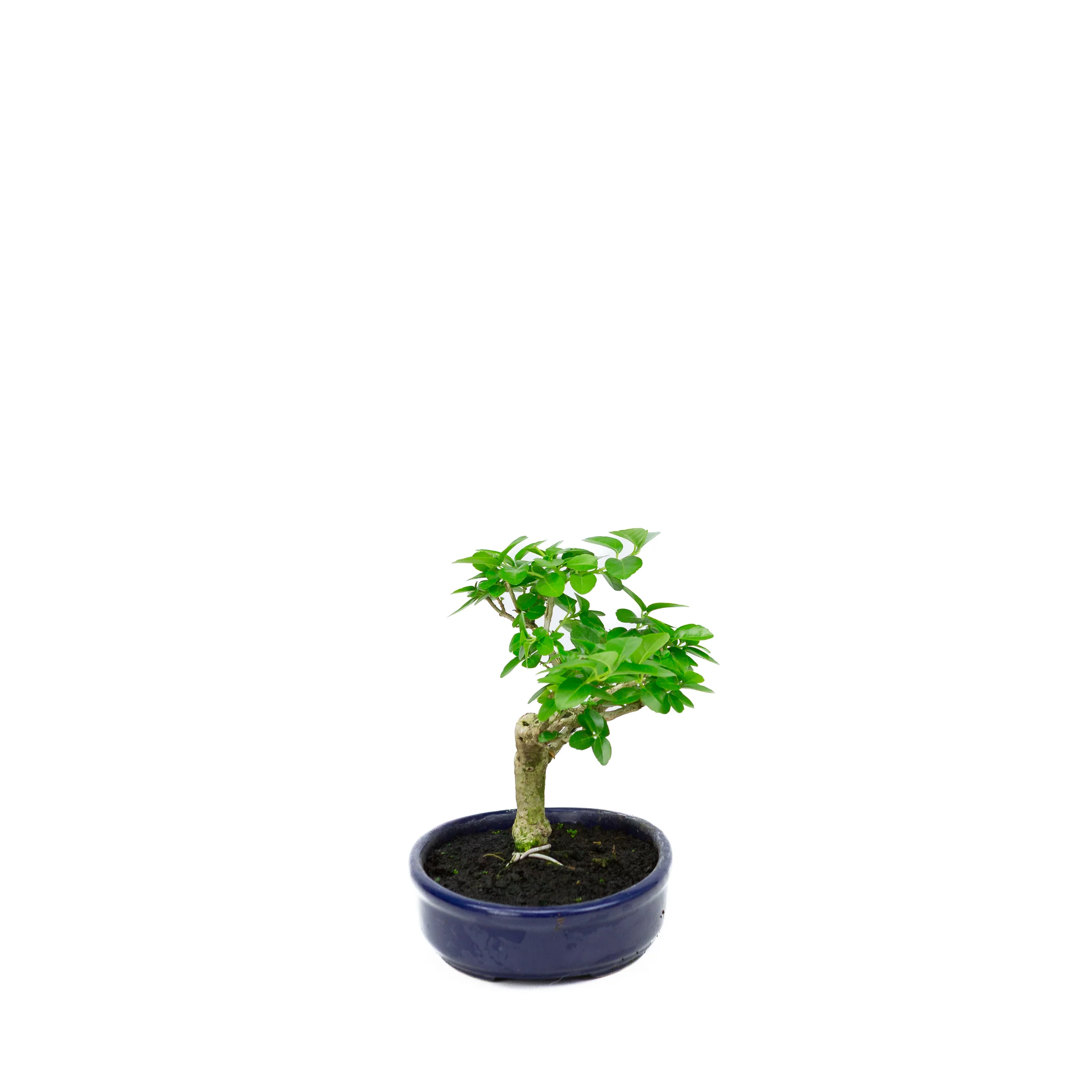 Productafbeelding 4