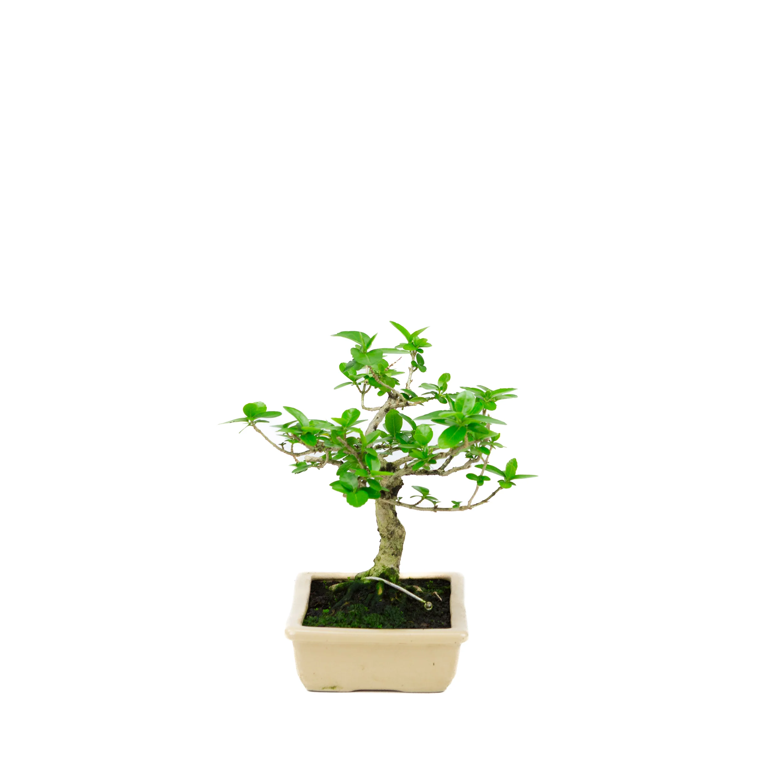 Productafbeelding 2