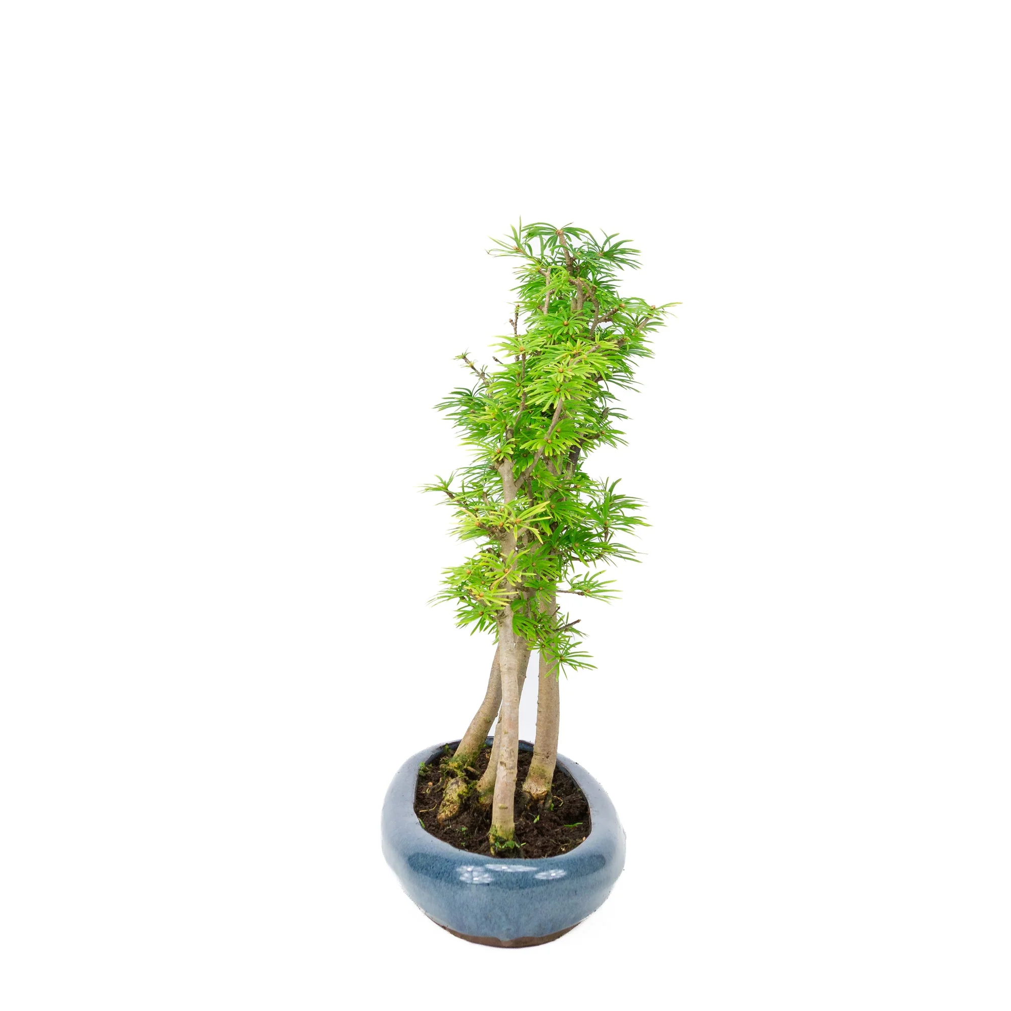 Productafbeelding 2