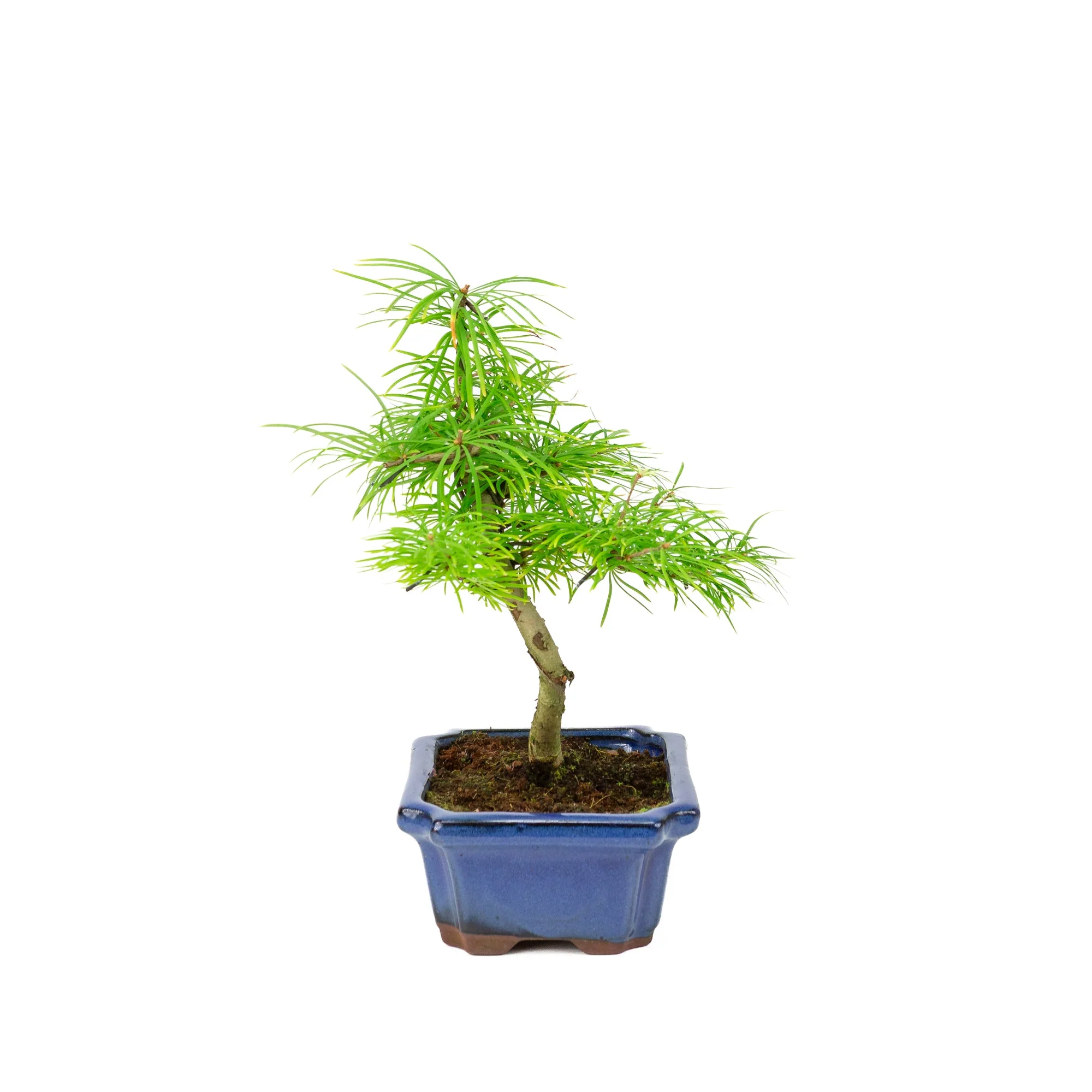 Miniatuur 2