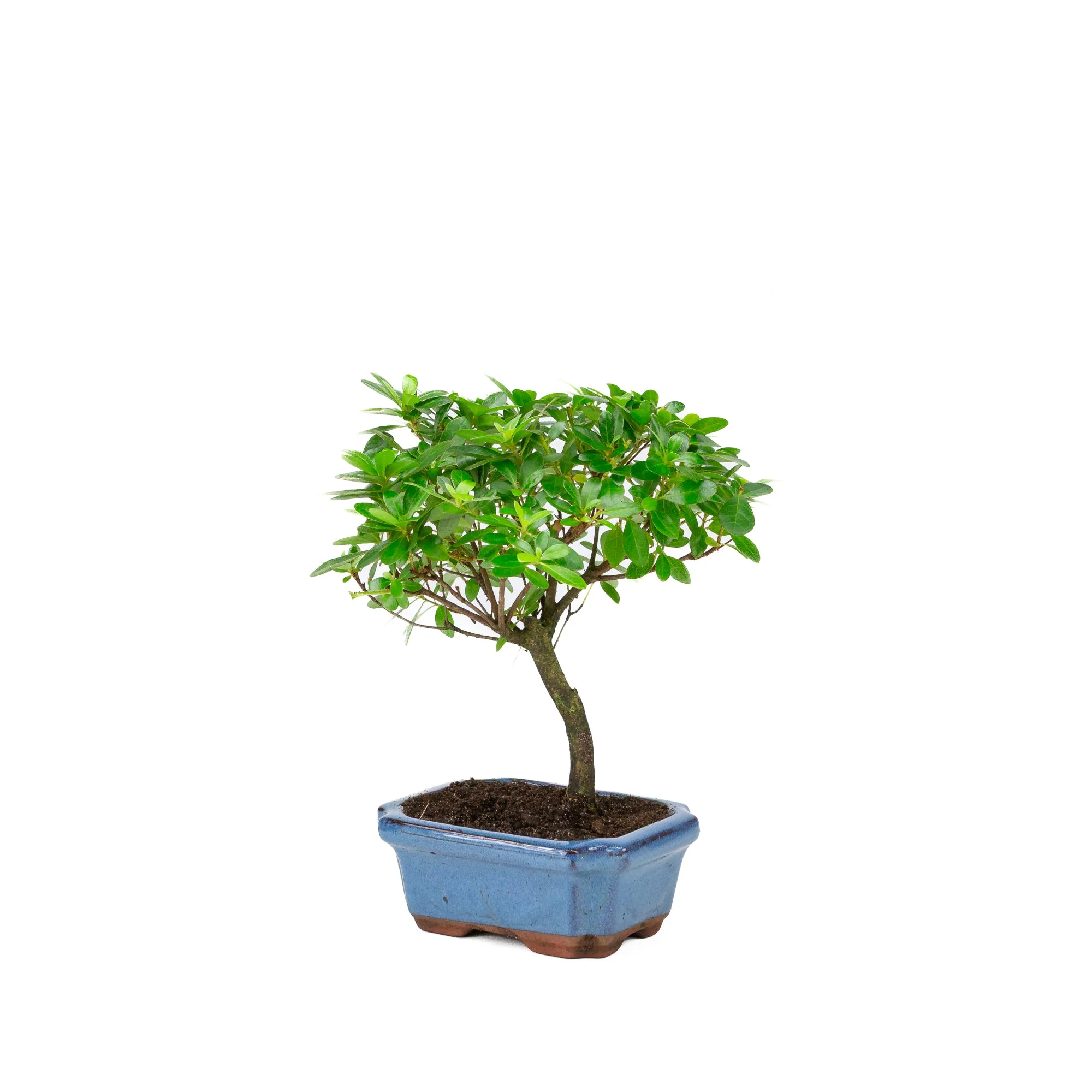 Productafbeelding 3