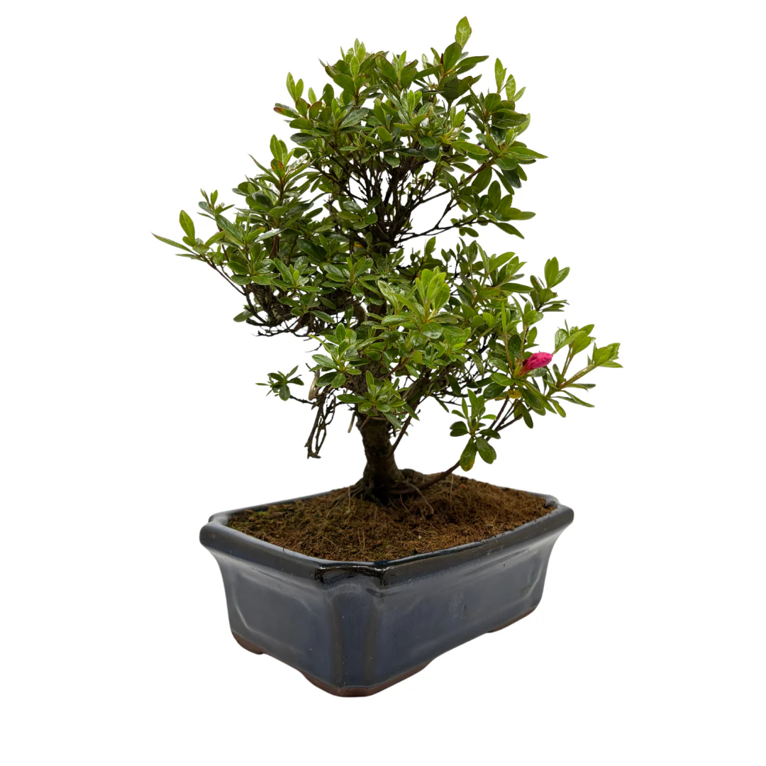 Miniatuur 2