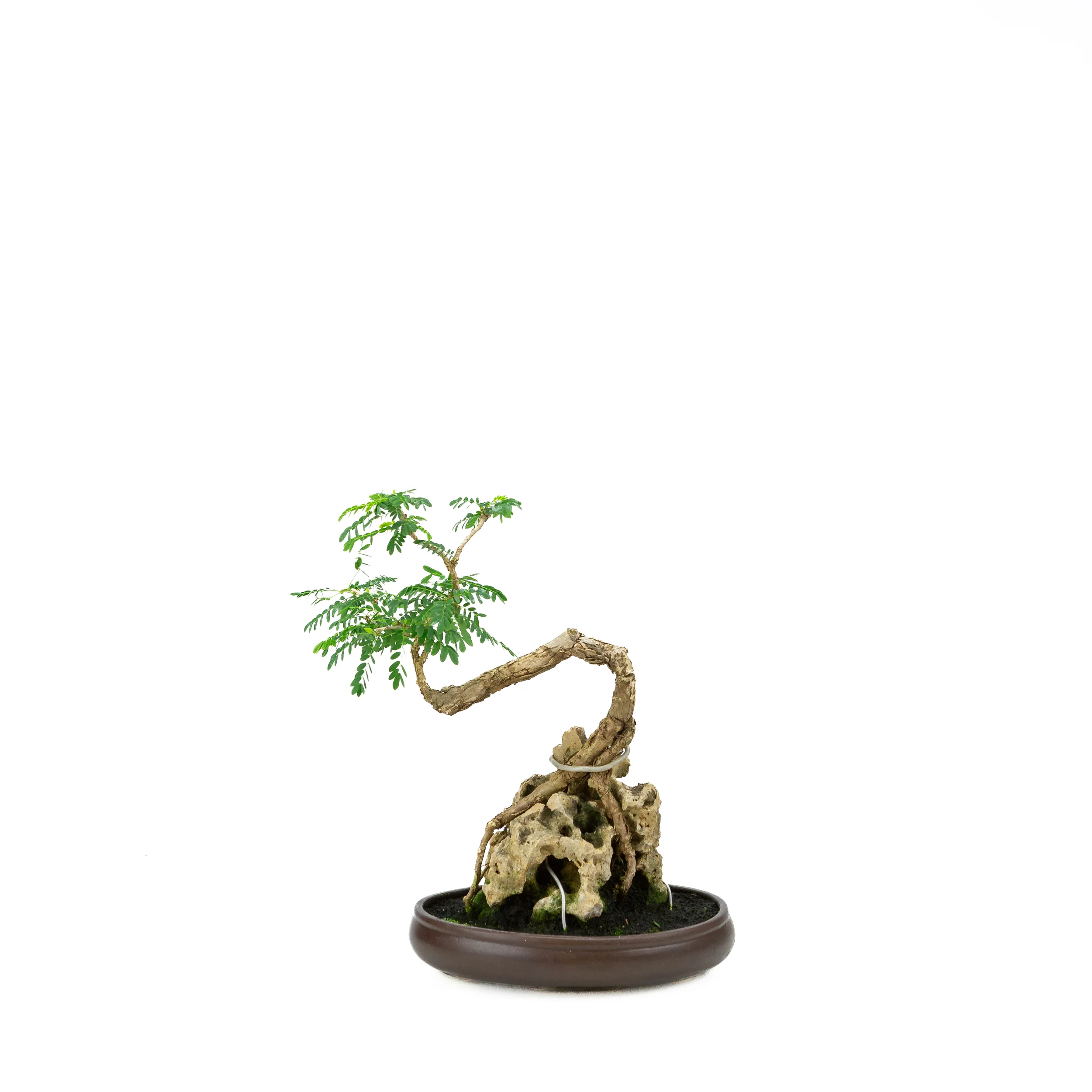 Bonsai kopen