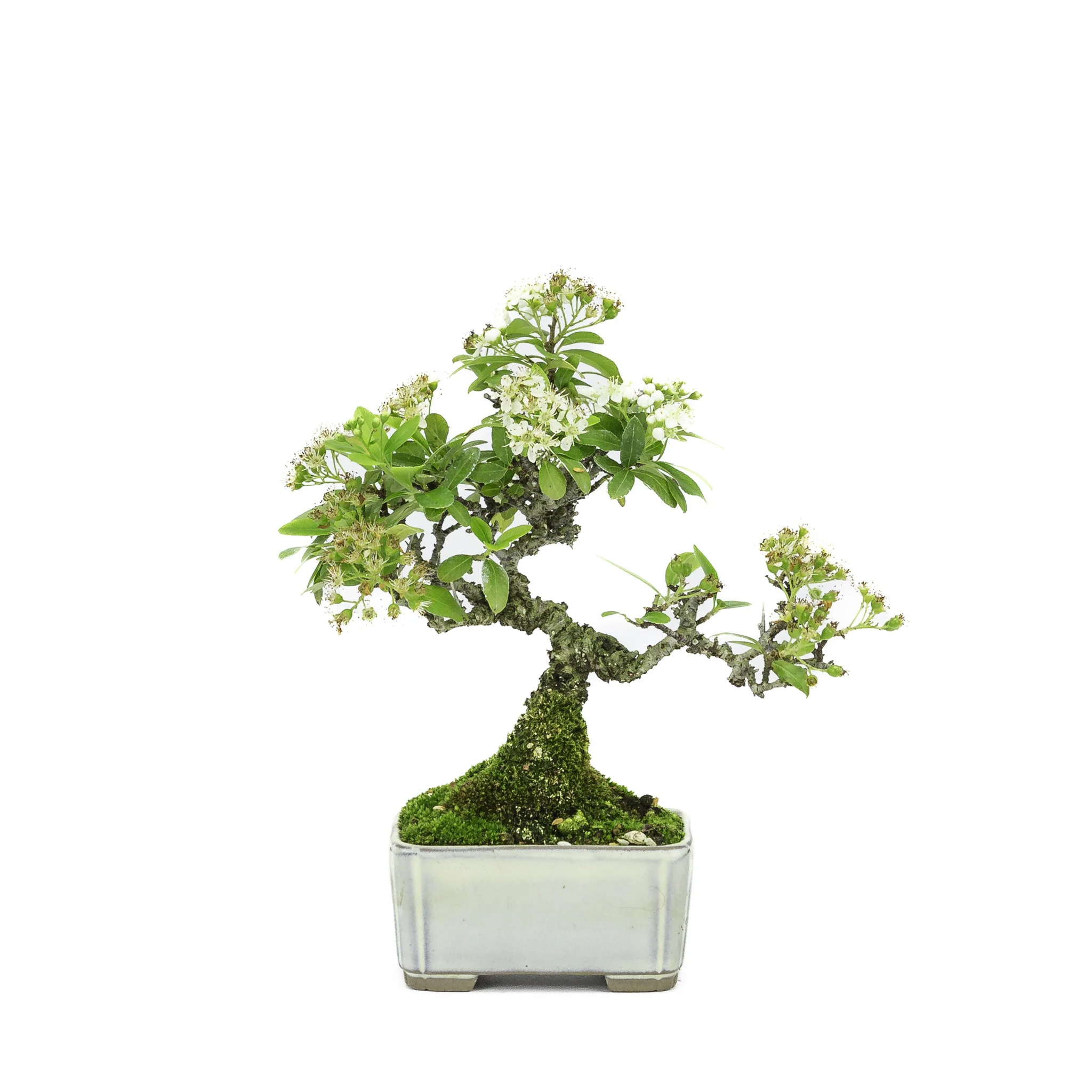 Miniatuur 1