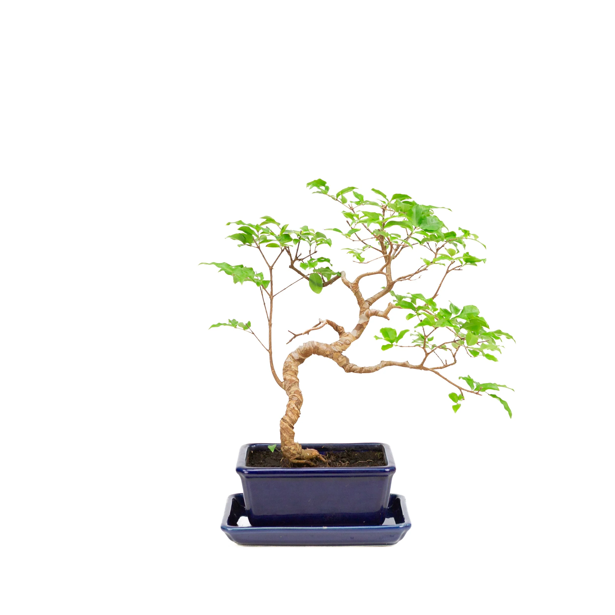 Productafbeelding 3