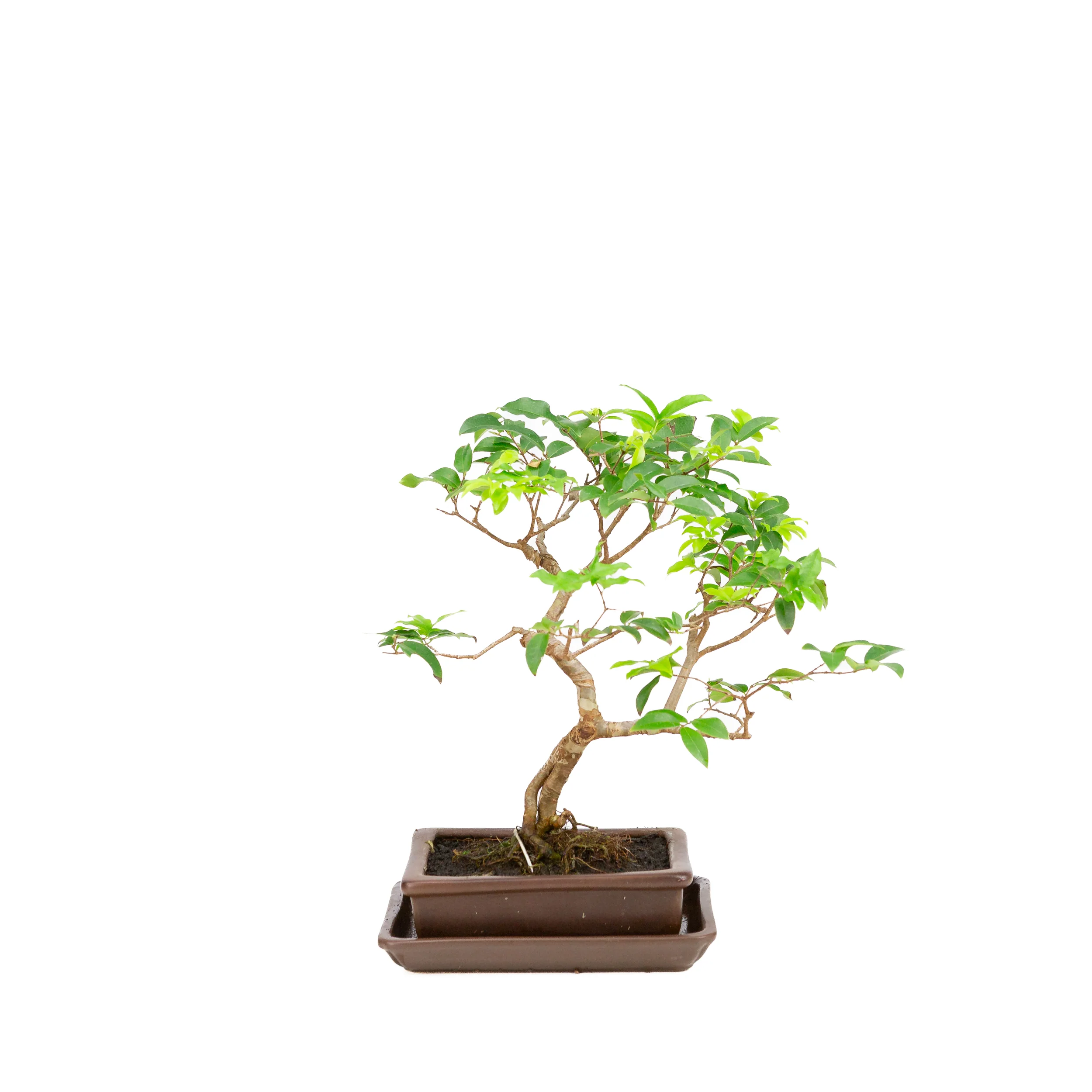 Productafbeelding 1