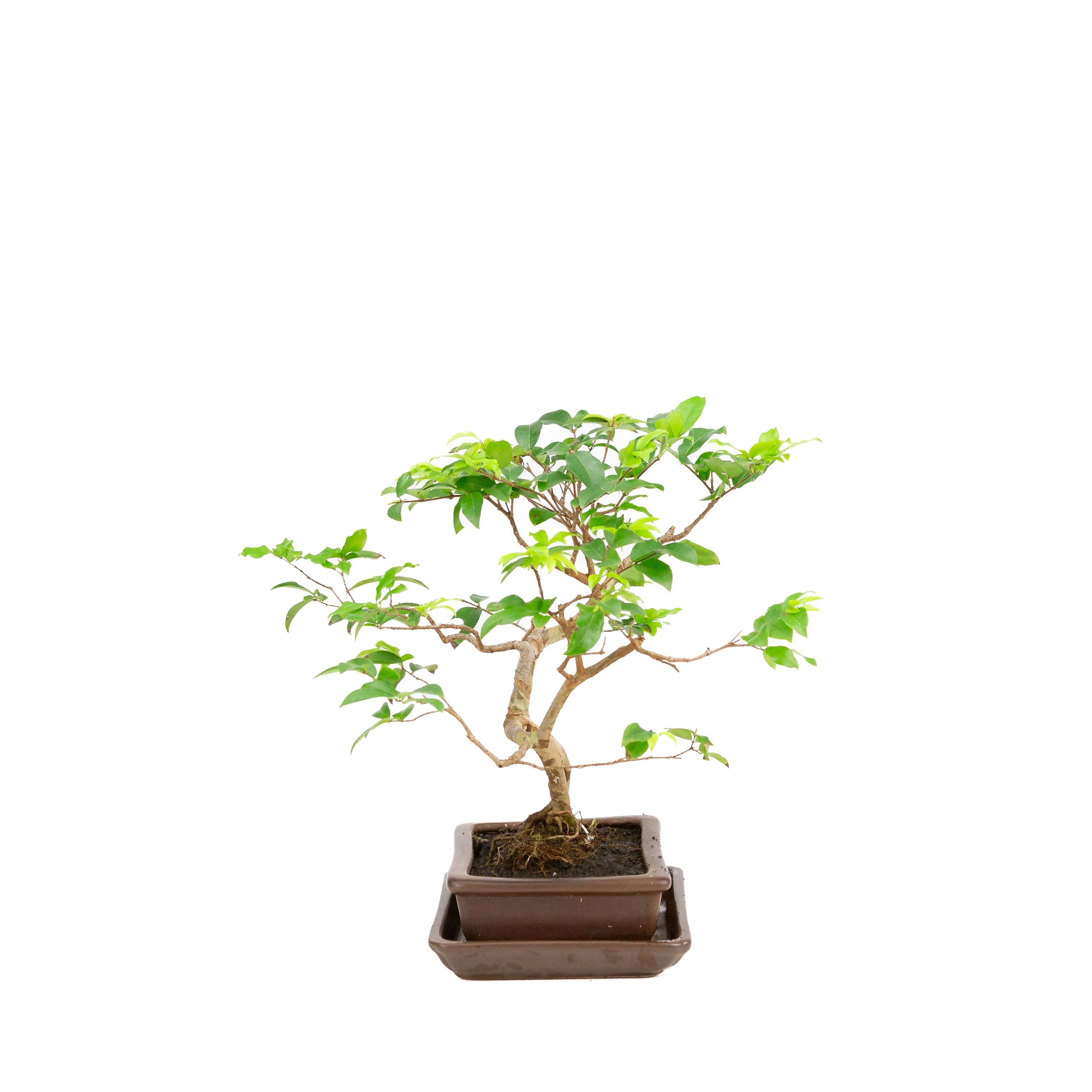 Productafbeelding 2