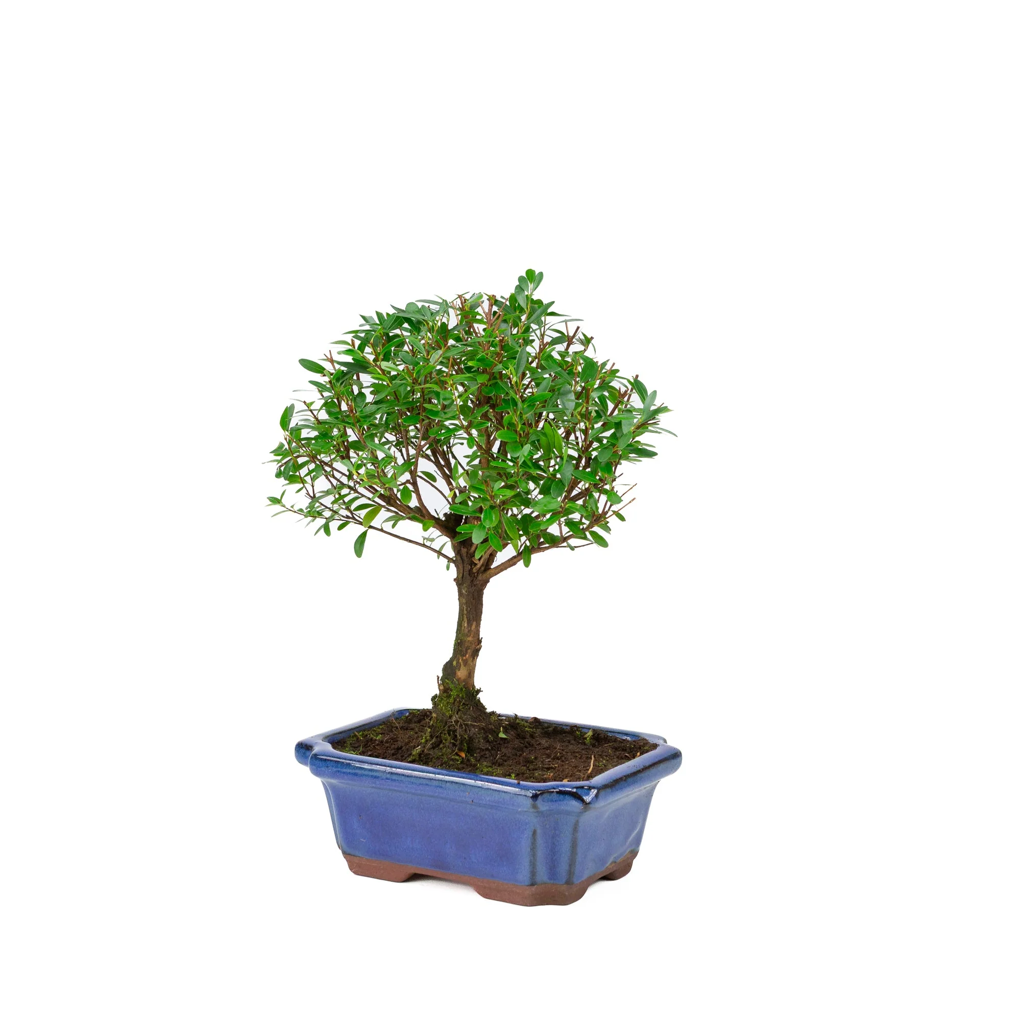 Productafbeelding 3